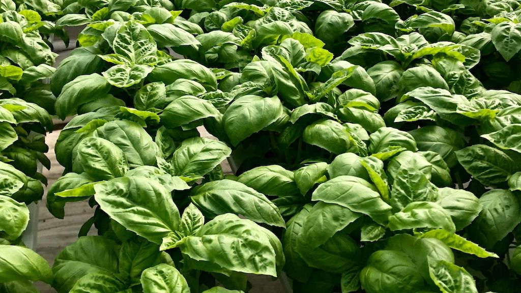 Tips For Growing Hydroponic Basil