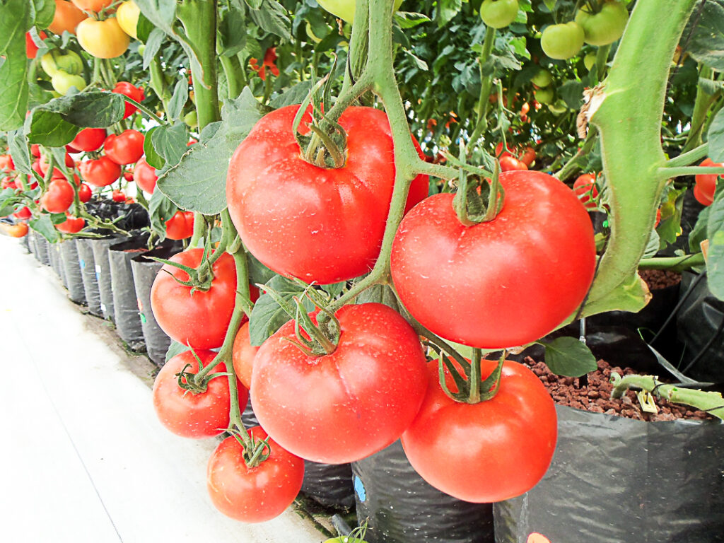 Growing Hydroponic Tomatoes At Home