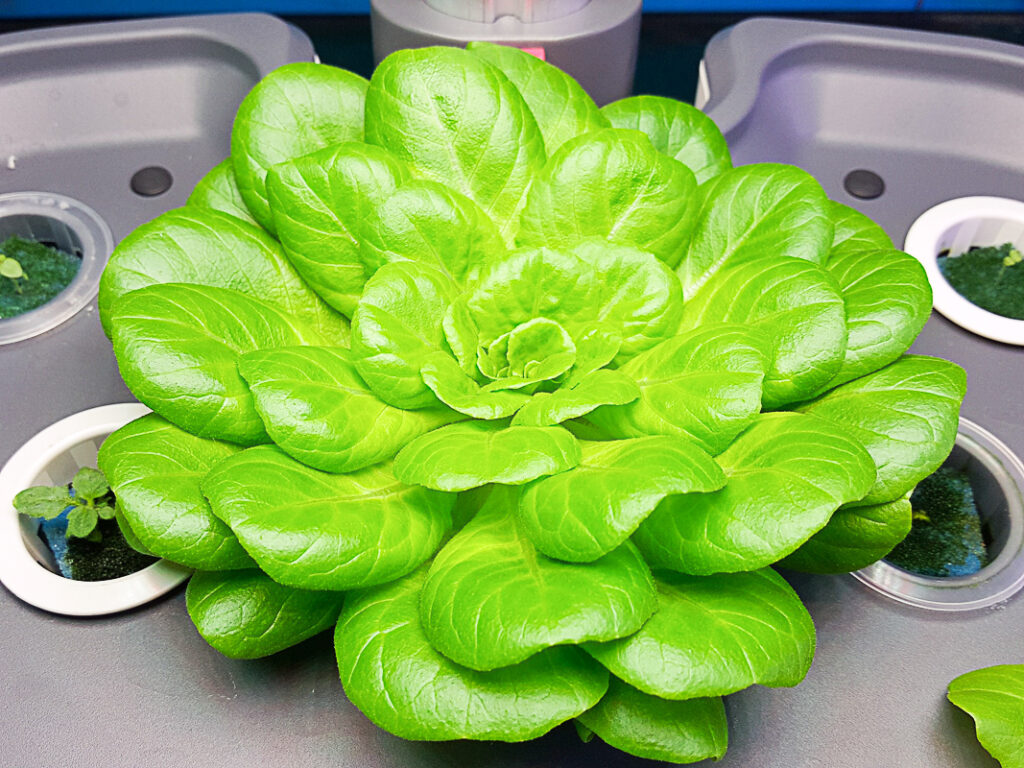 Growing Hydroponic Lettuce At Home