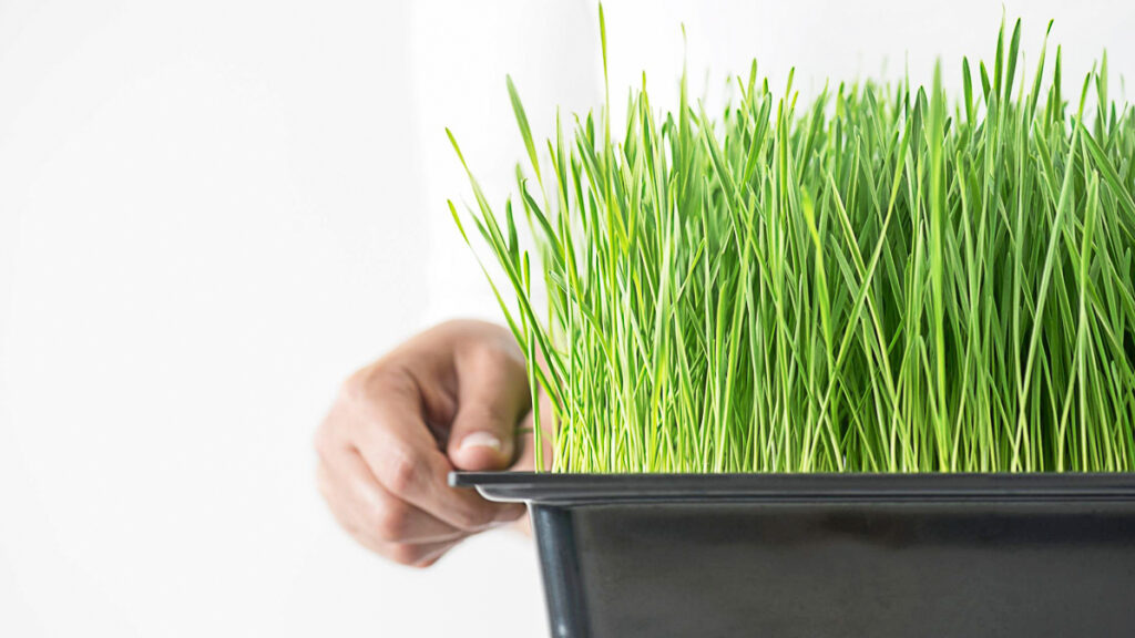 How To Grow Wheatgrass At Home