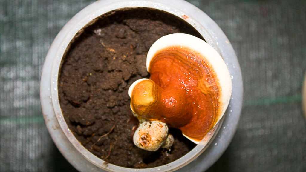 Mushrooms and coffee grounds