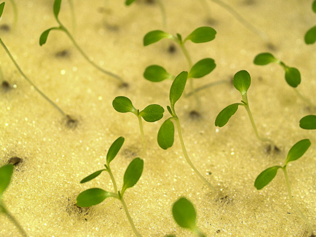Medium For Growing Hydroponic Microgreens
