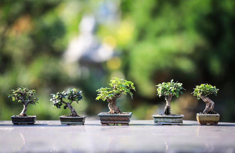 Best Bonsai Tree Growing Kits For Home