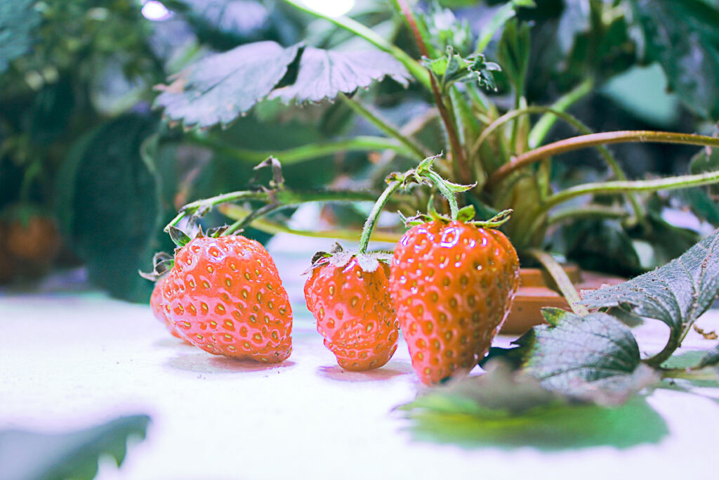 Best Strawberry Growing Kits For Home
