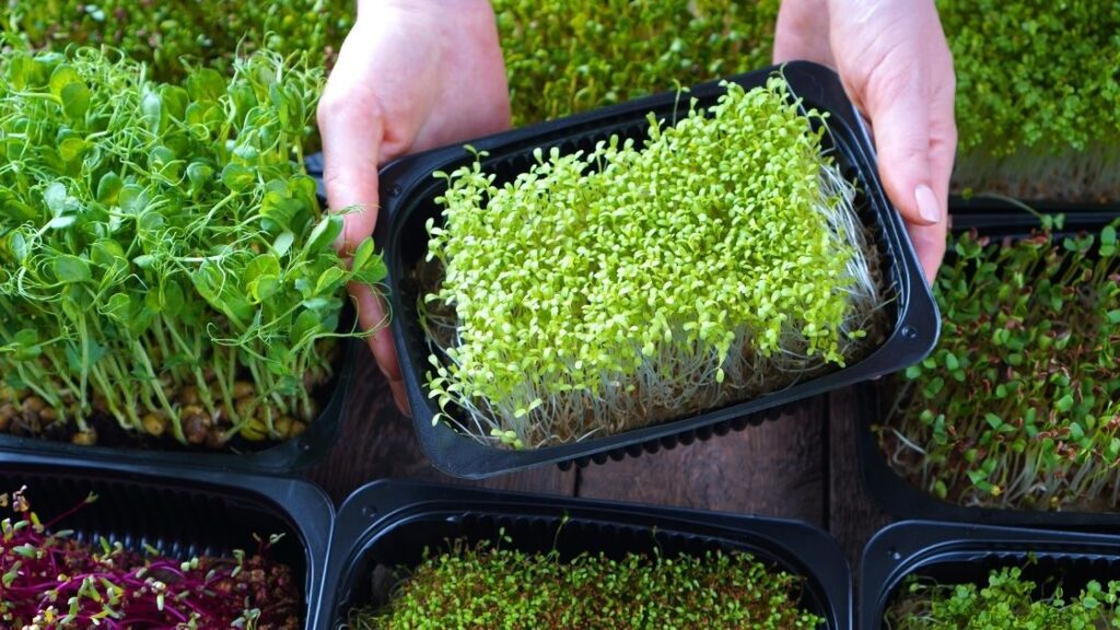Best Microgreen Growing Kits For Home