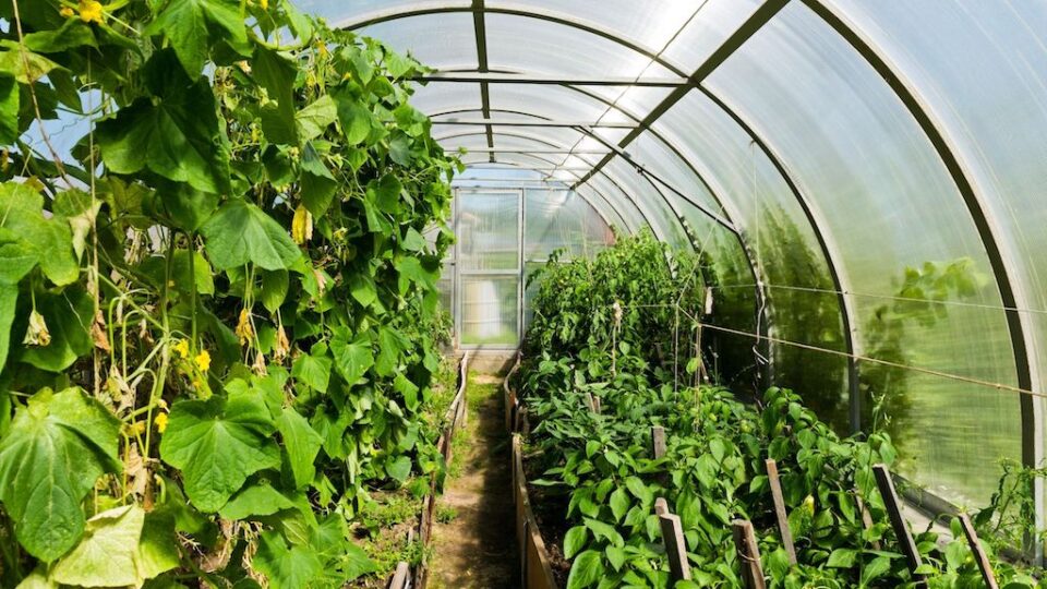 The Best Tunnel Greenhouses For Home Gardeners   Tunnel Greenhouse 960x540 