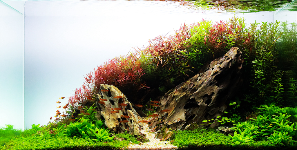 What Is Iwagumi Aquascaping - Japanese Aquascape Design