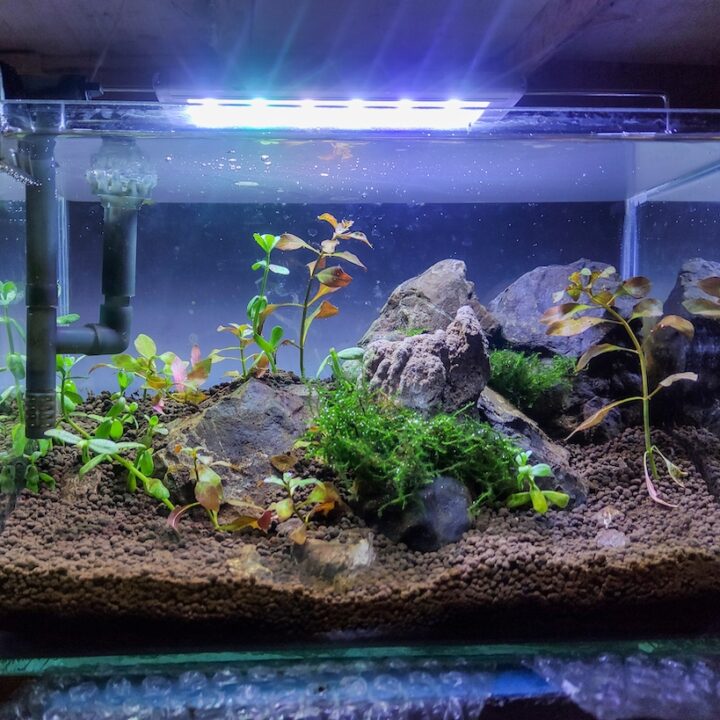 Aquascaping Archives - The Green Garden Life